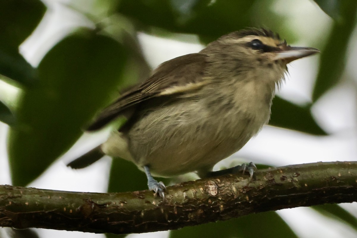 Yucatan Vireo - ML642477564
