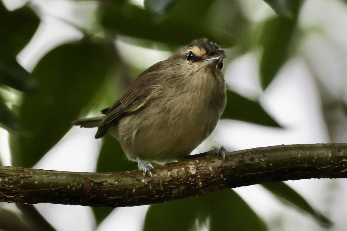 Yucatan Vireo - ML642477565