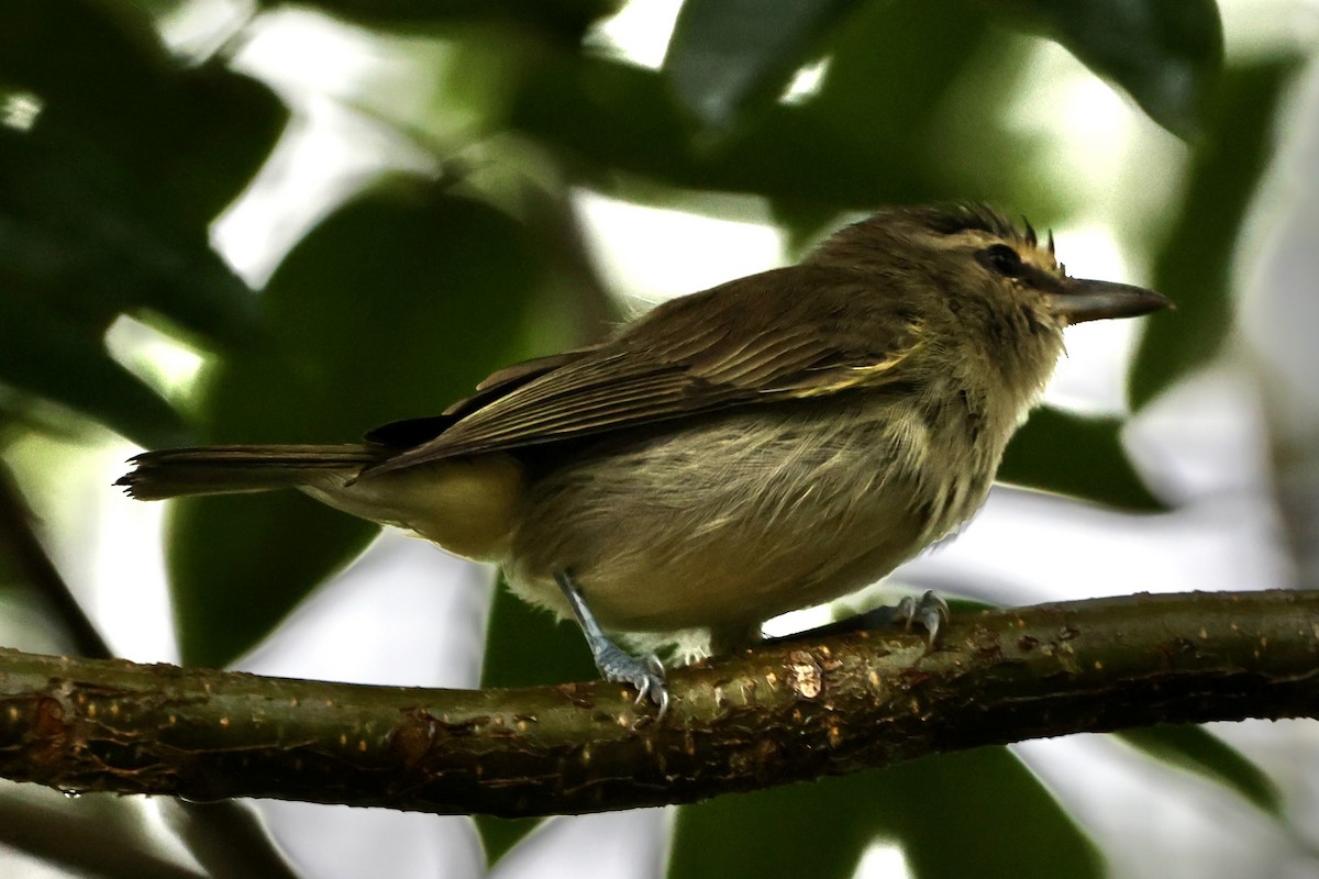 Yucatan Vireo - ML642477566