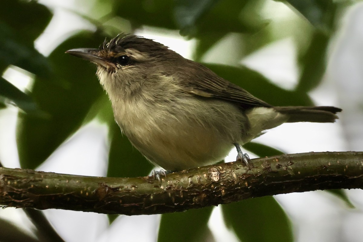 Yucatan Vireo - ML642477567