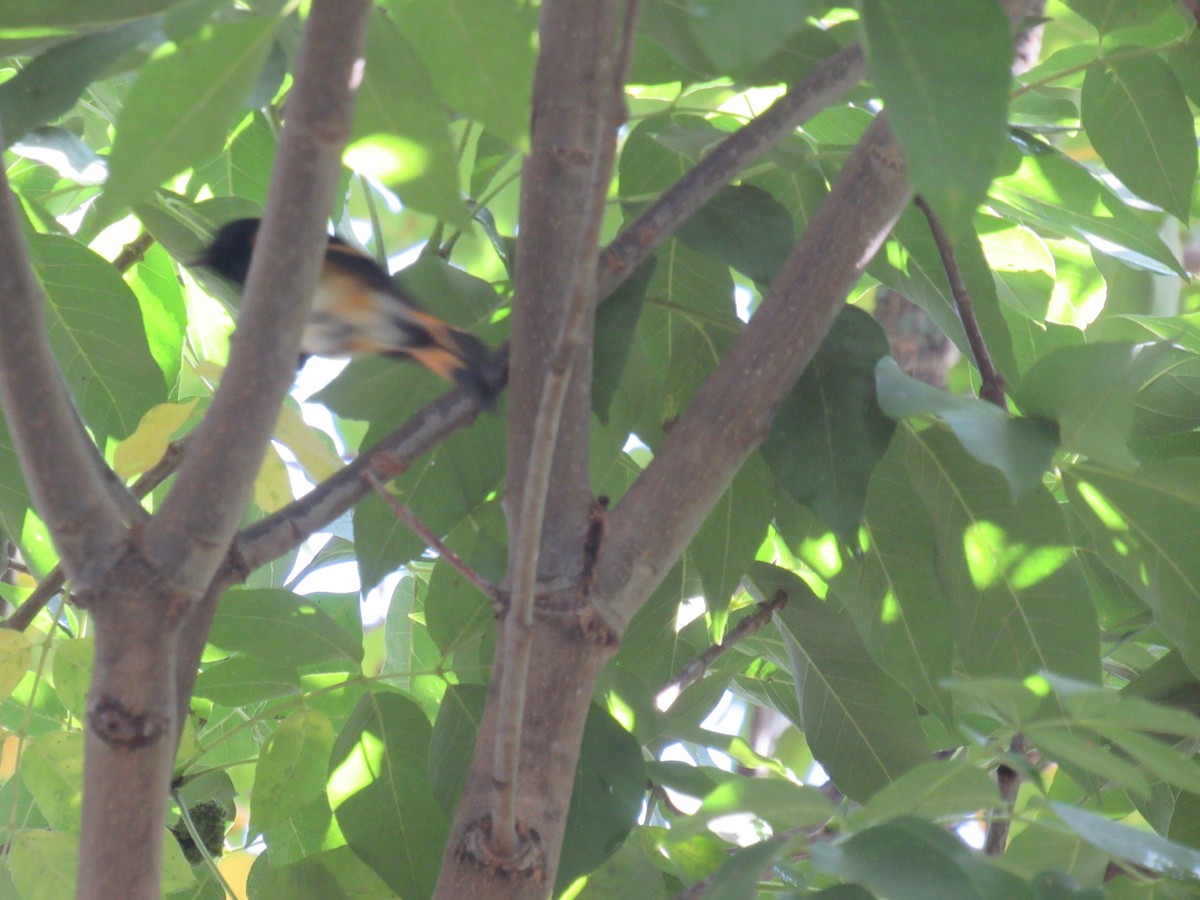 rødstjertparula - ML642477571