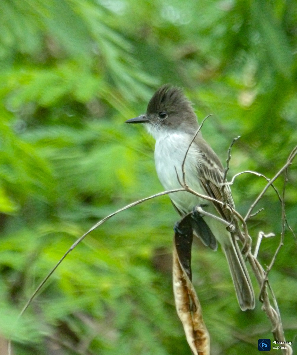 La Sagra's Flycatcher - ML642477578