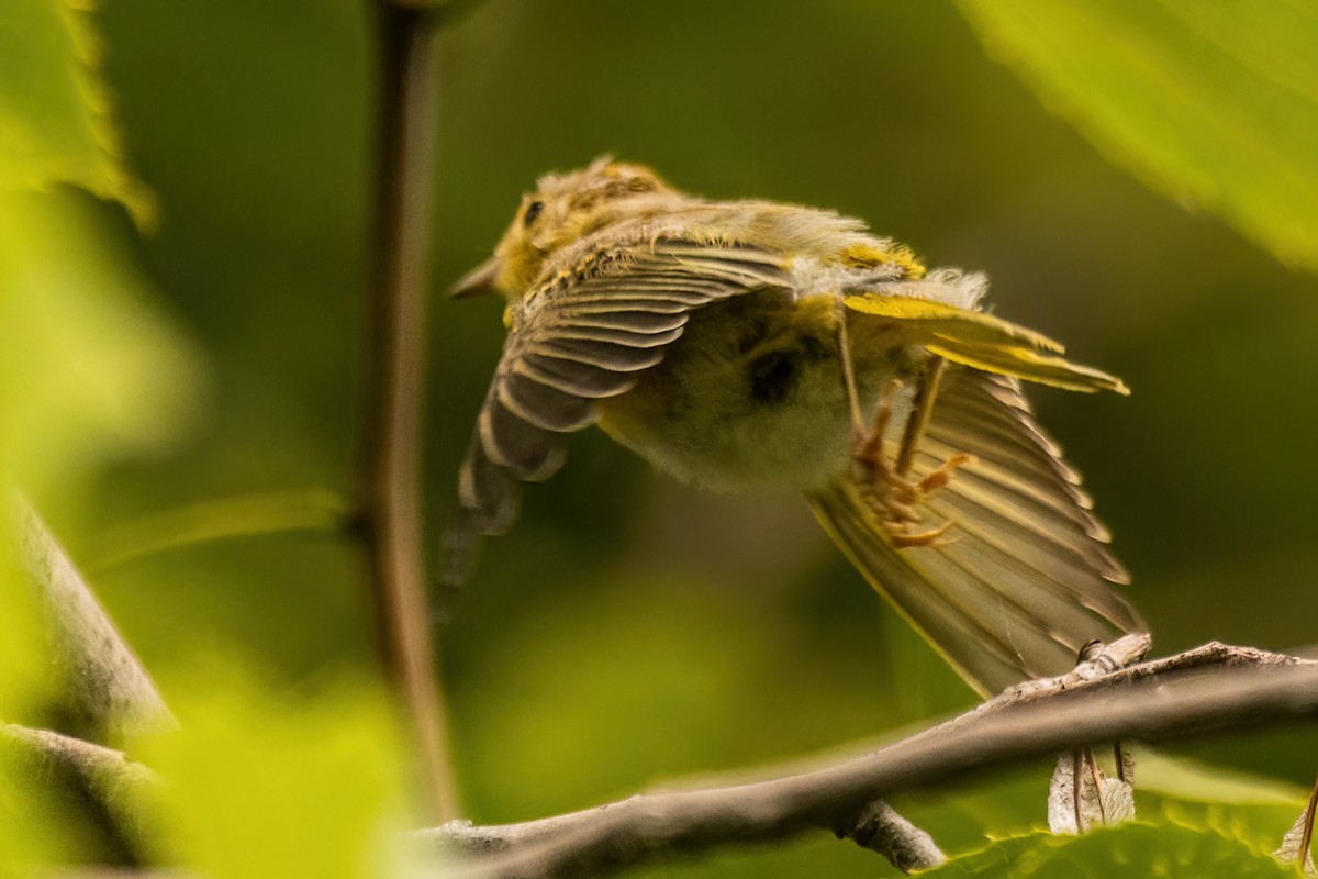 Yellow Warbler - ML642477581