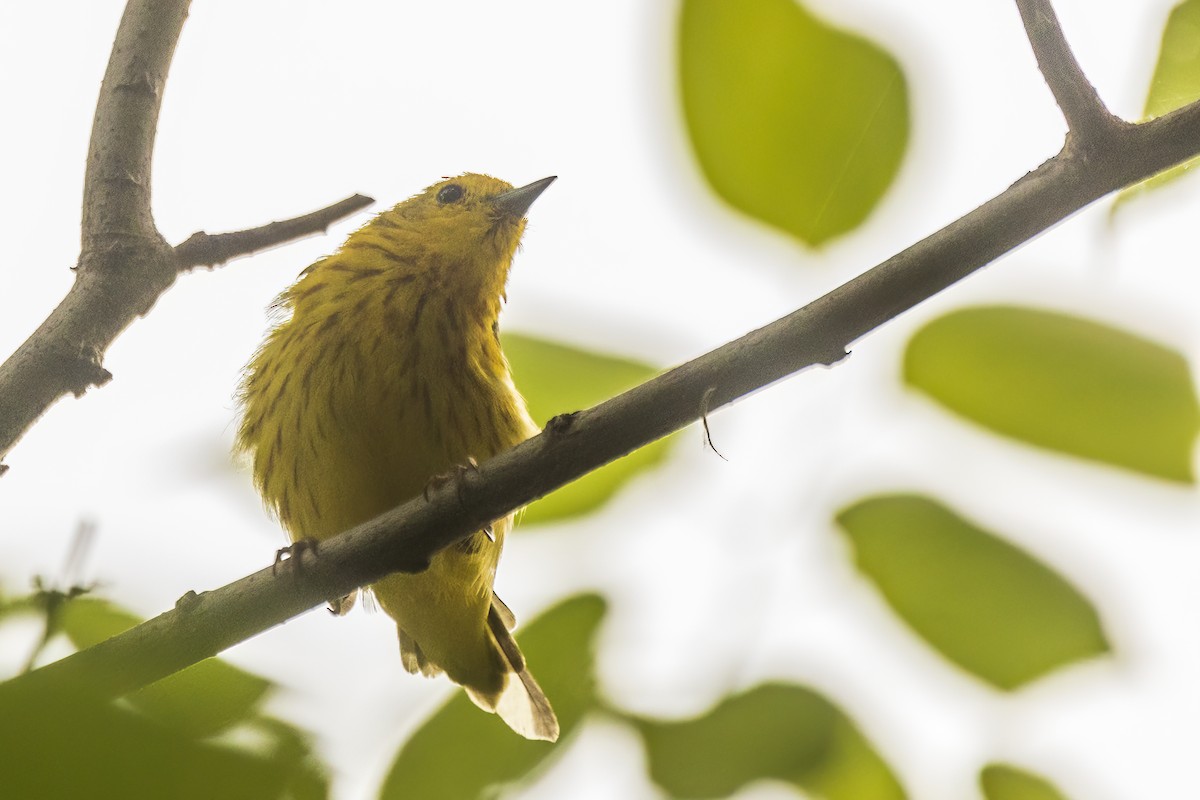 Yellow Warbler - ML642477585