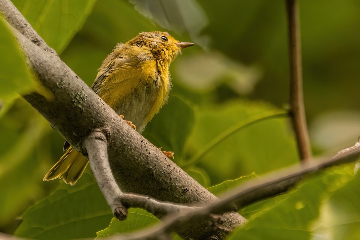 Yellow Warbler - ML642477586