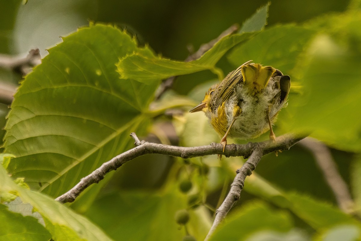 Yellow Warbler - ML642477587