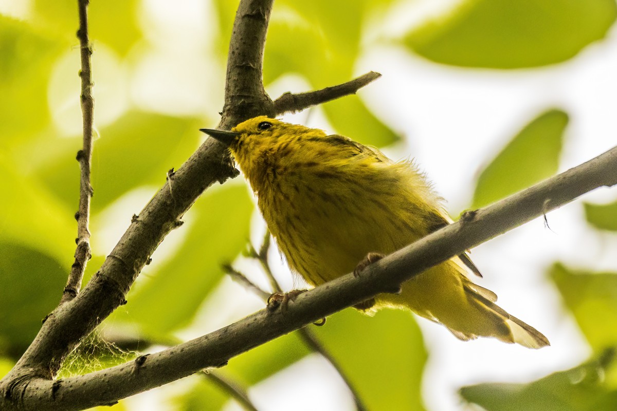 Yellow Warbler - ML642477589