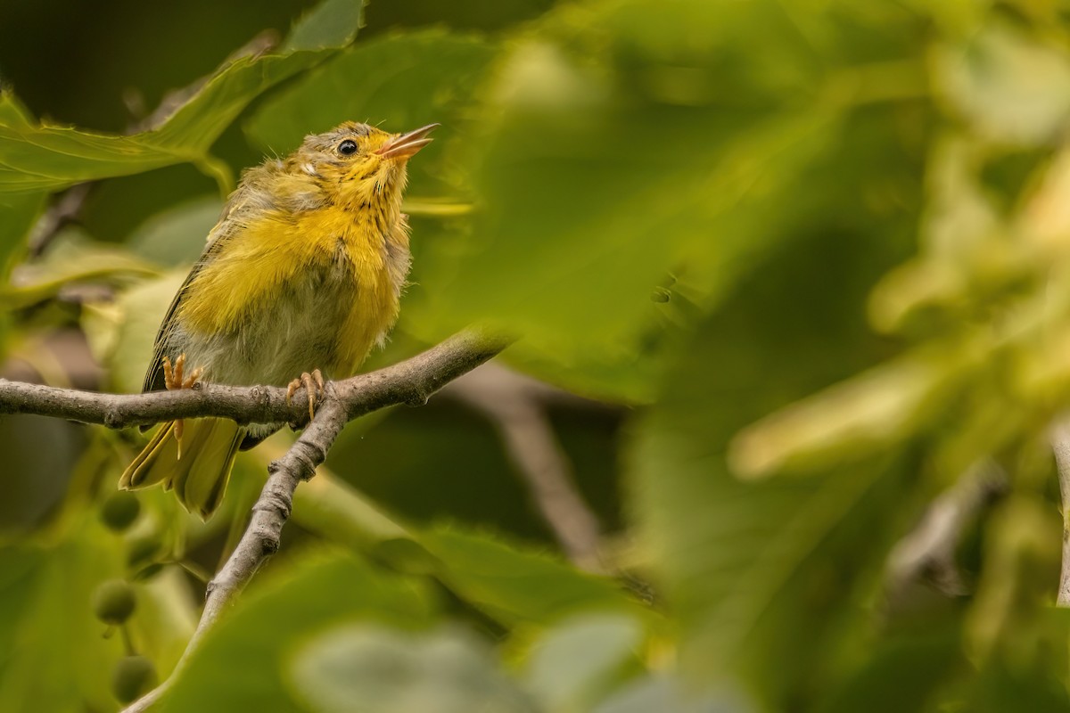 Yellow Warbler - ML642477590