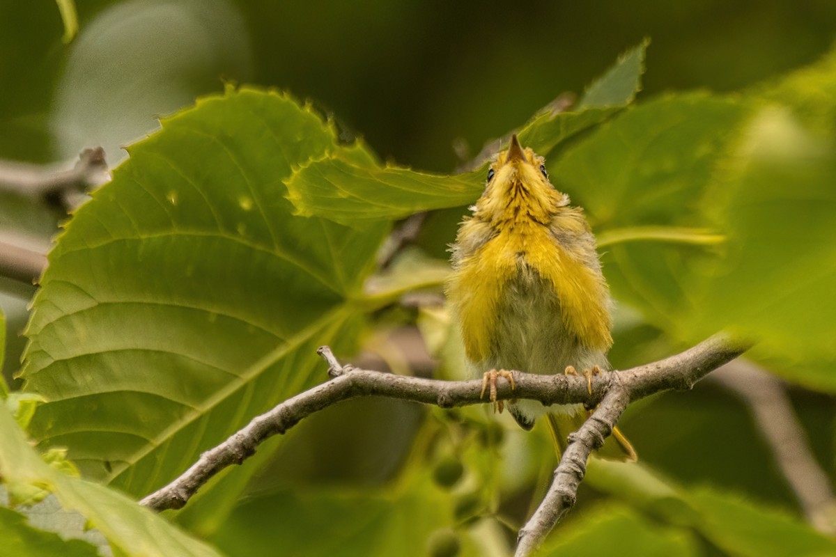 Yellow Warbler - ML642477591