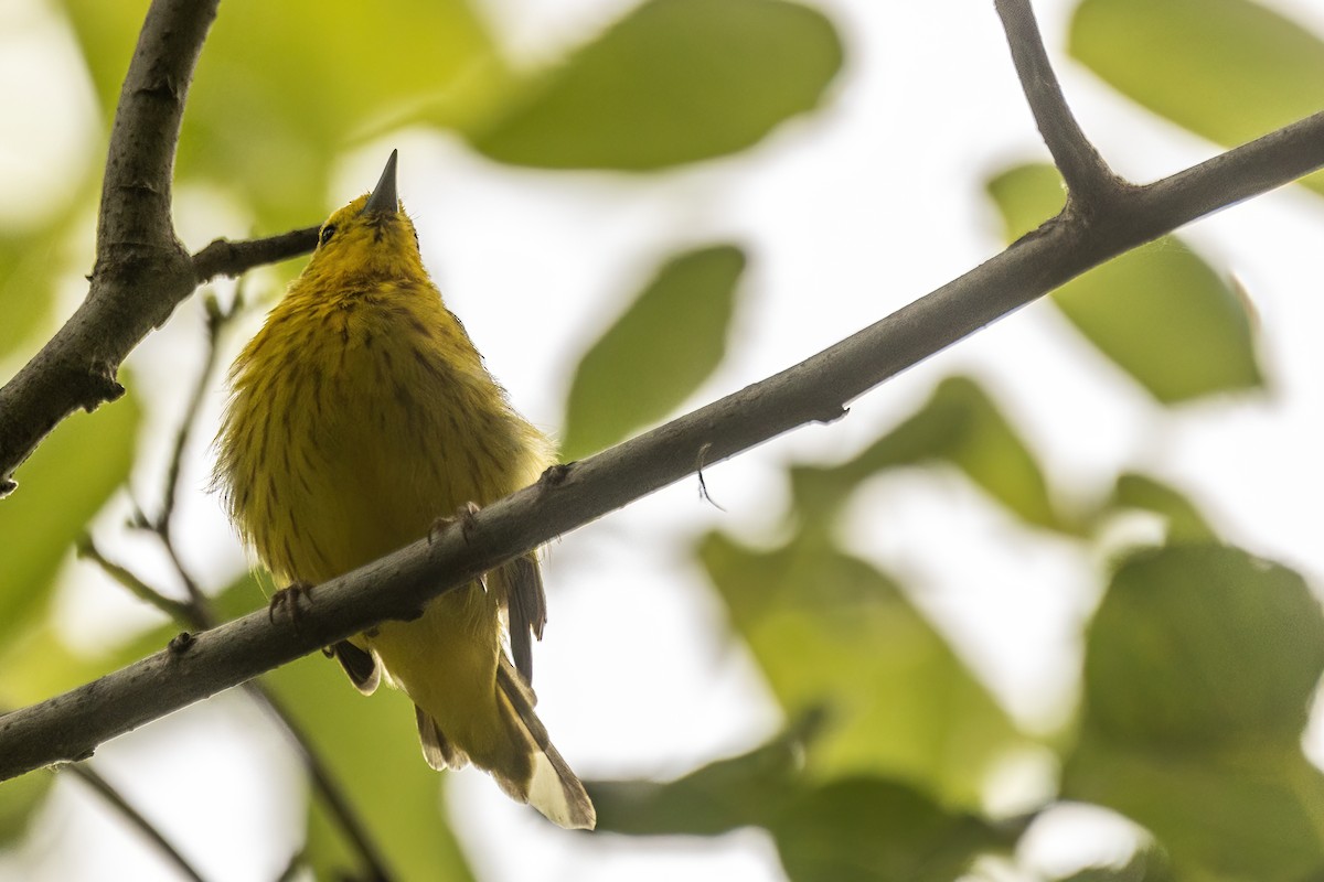 Yellow Warbler - ML642477593