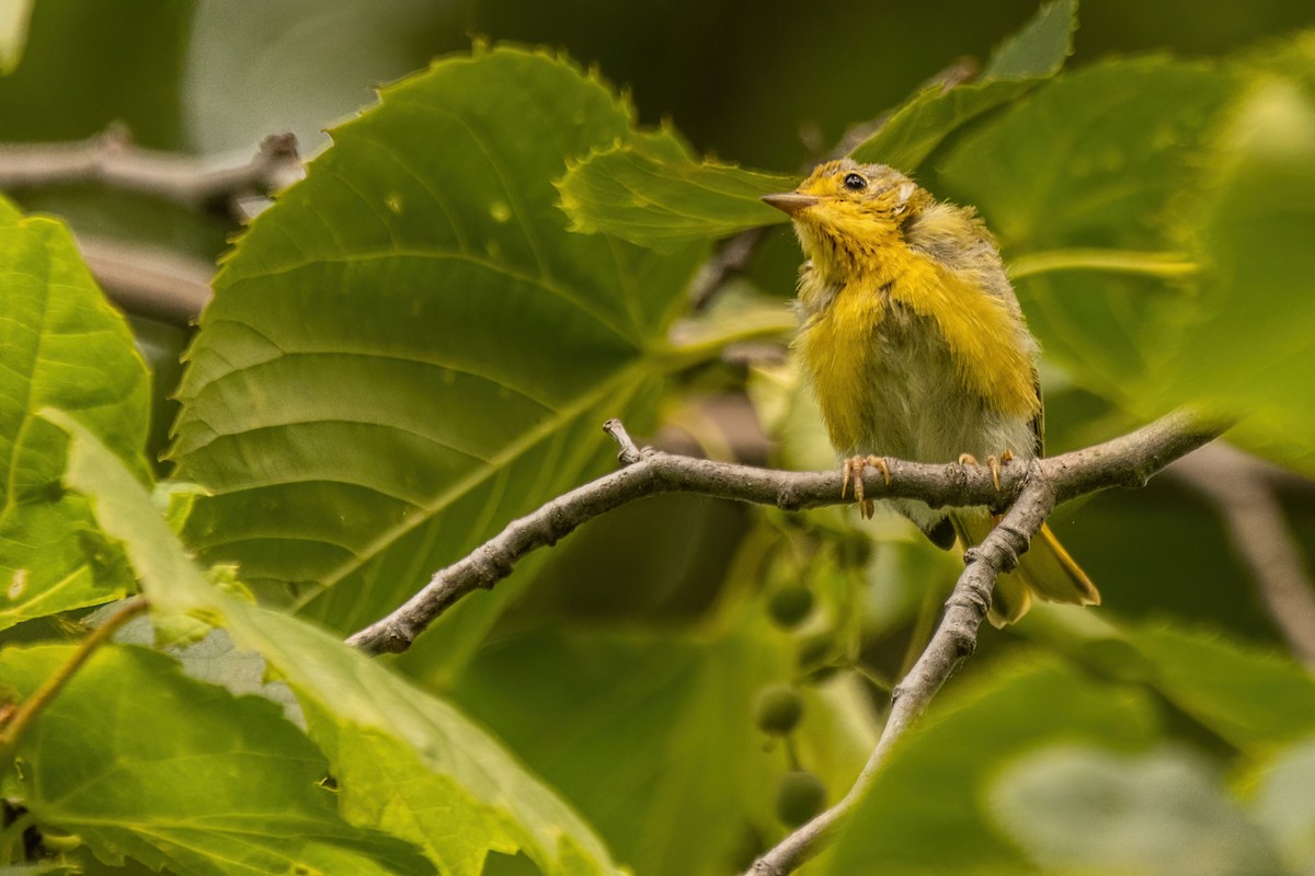 Yellow Warbler - ML642477594