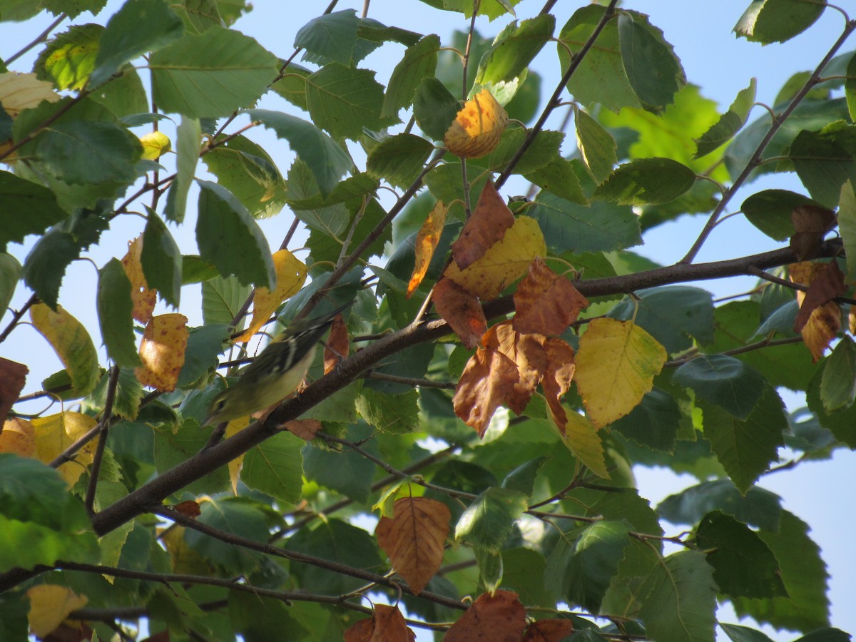 svarthetteparula - ML642477608