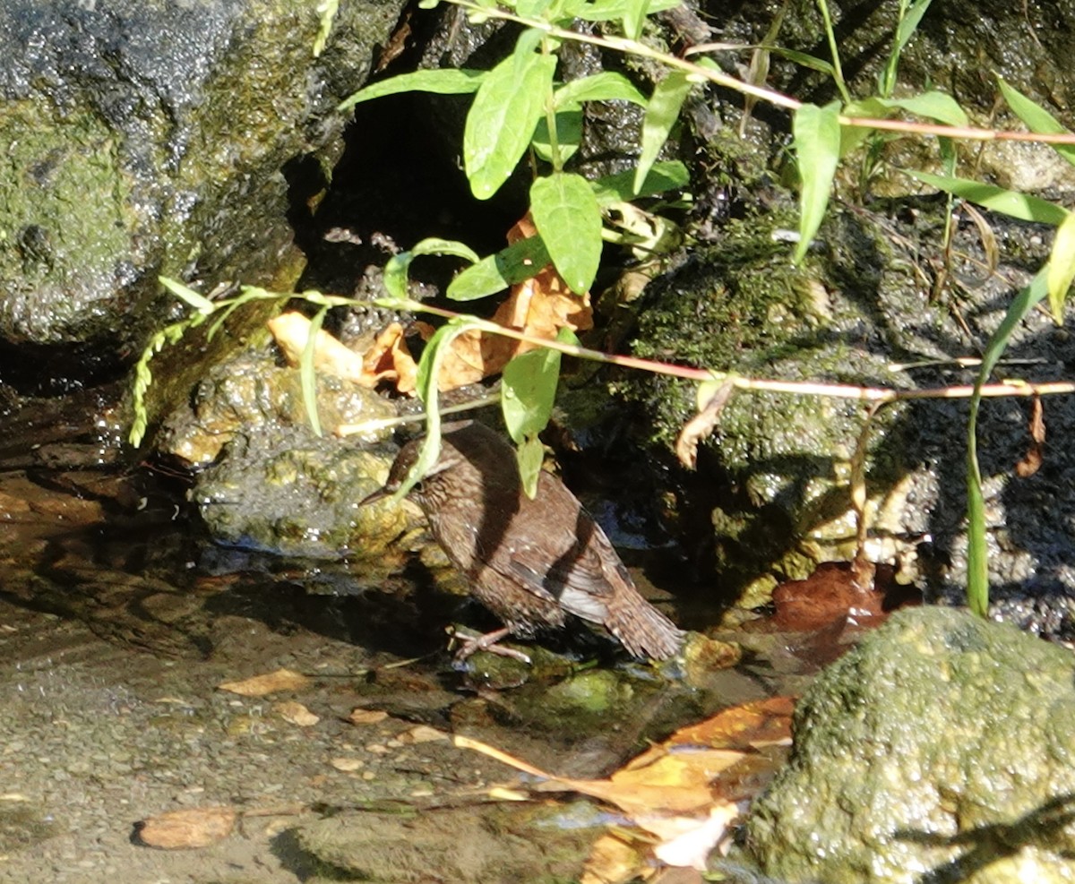 Troglodyte des forêts - ML642477613