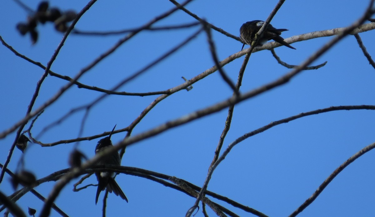 Amethyst Woodstar - ML642477616