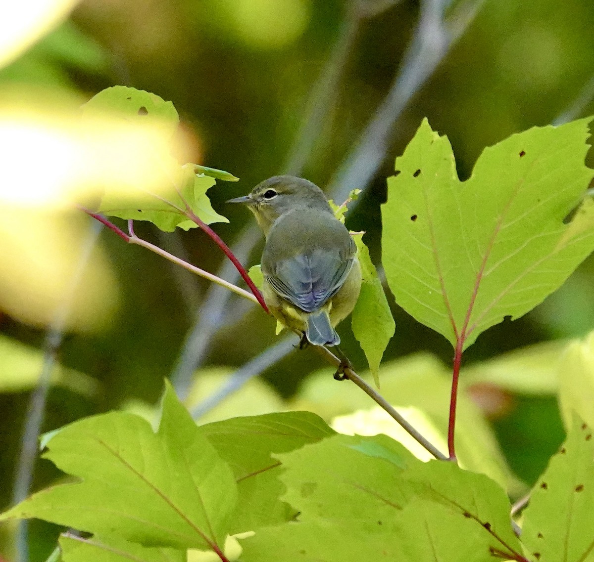 Paruline verdâtre - ML642477618