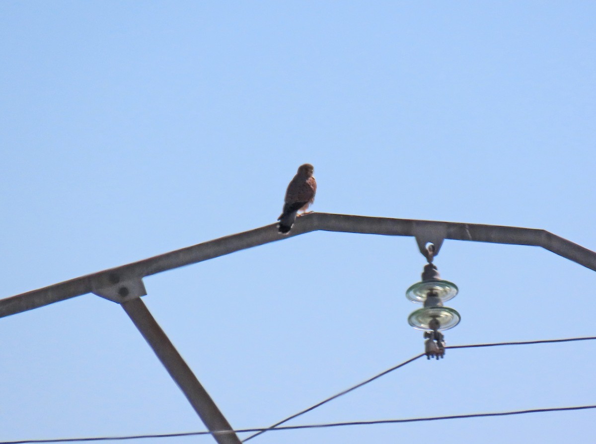 Eurasian Kestrel - ML642477622