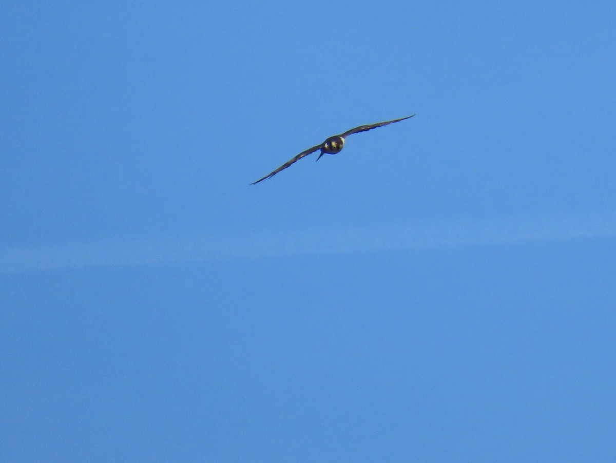 Peregrine Falcon - ML642477626