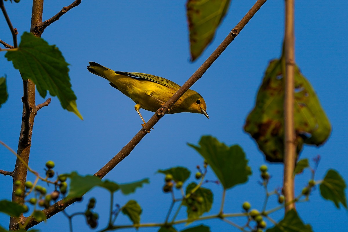 Yellow Warbler - ML642477629