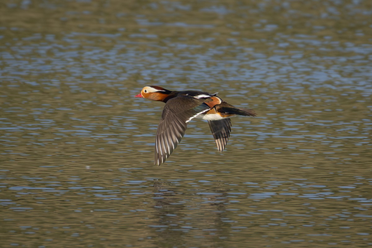 Mandarin Duck - ML642477635