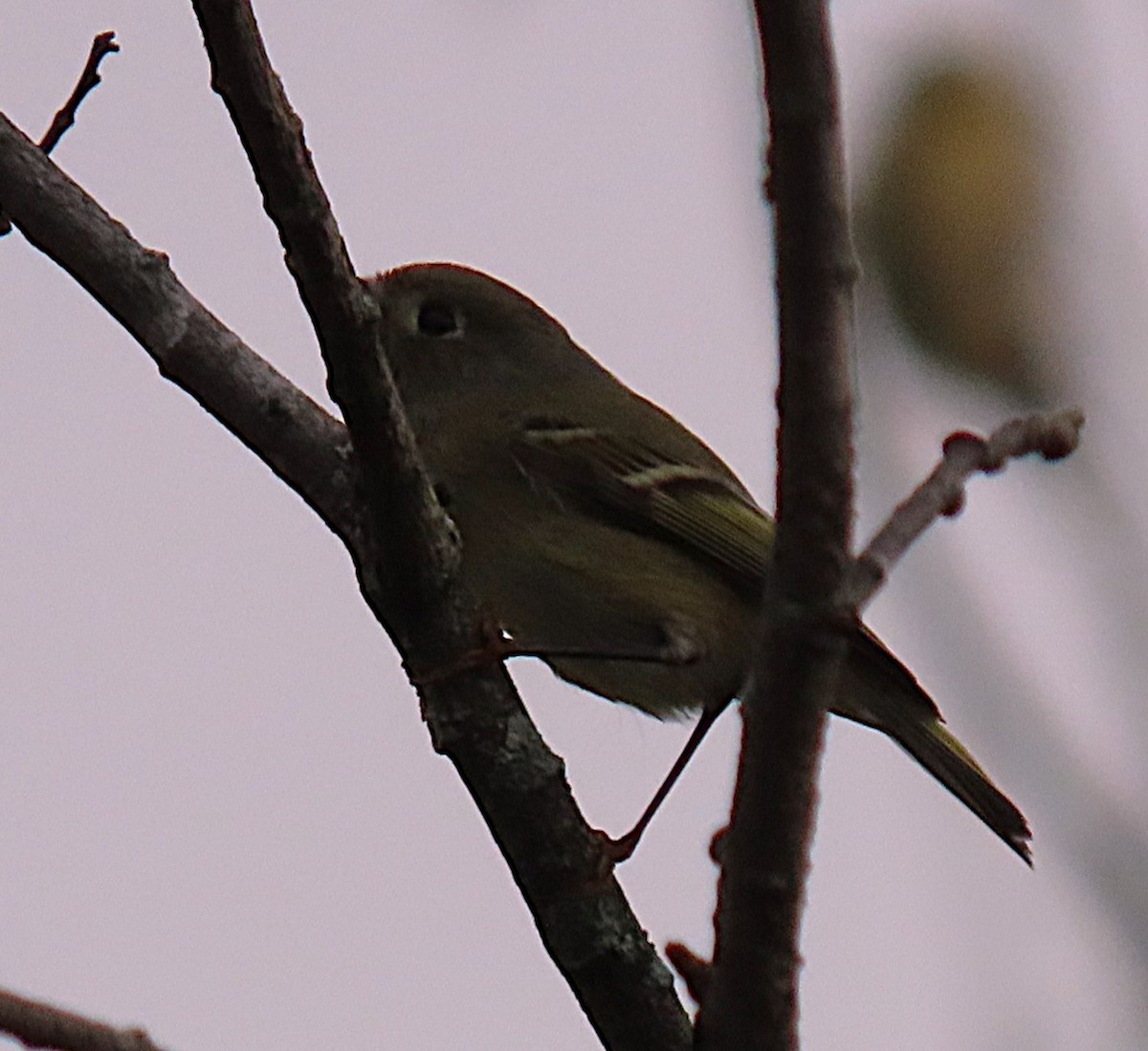Ruby-crowned Kinglet - ML642477636