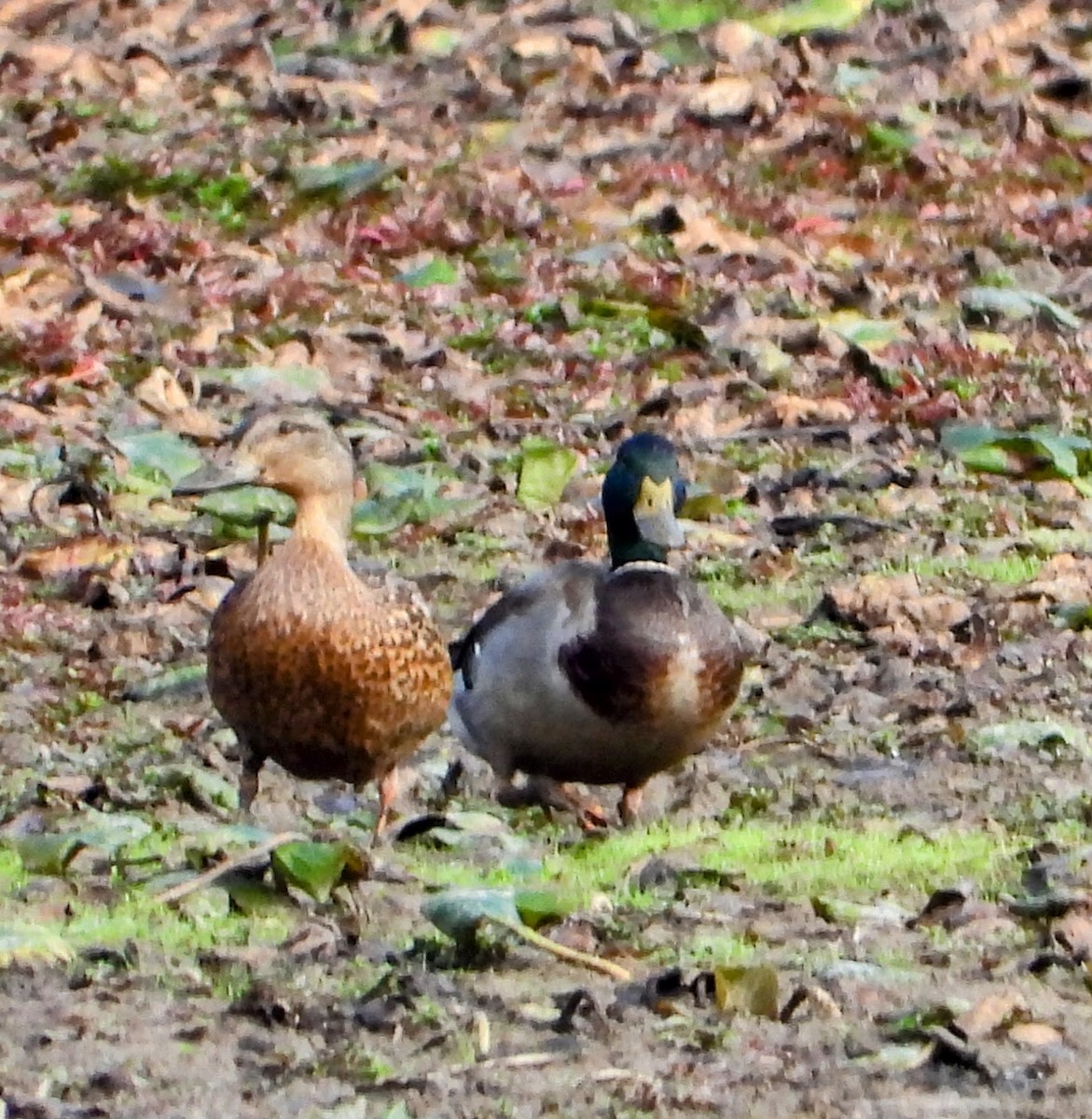 Mallard - ML642477637