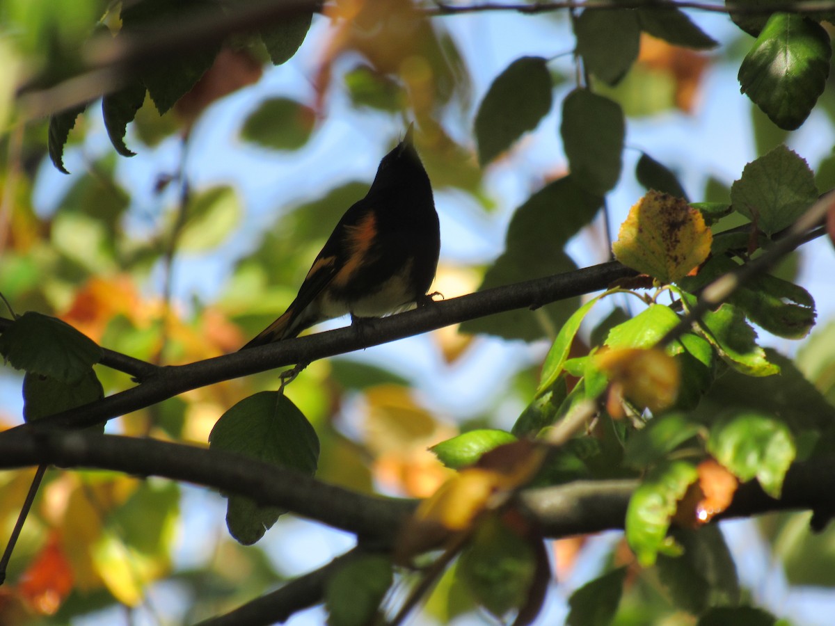 American Redstart - ML642477638
