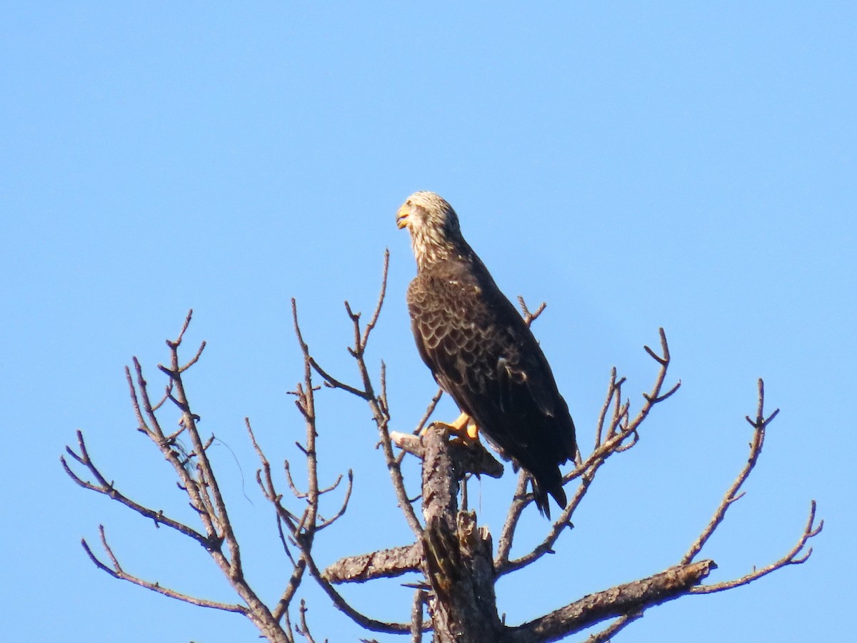 Bald Eagle - ML642477639