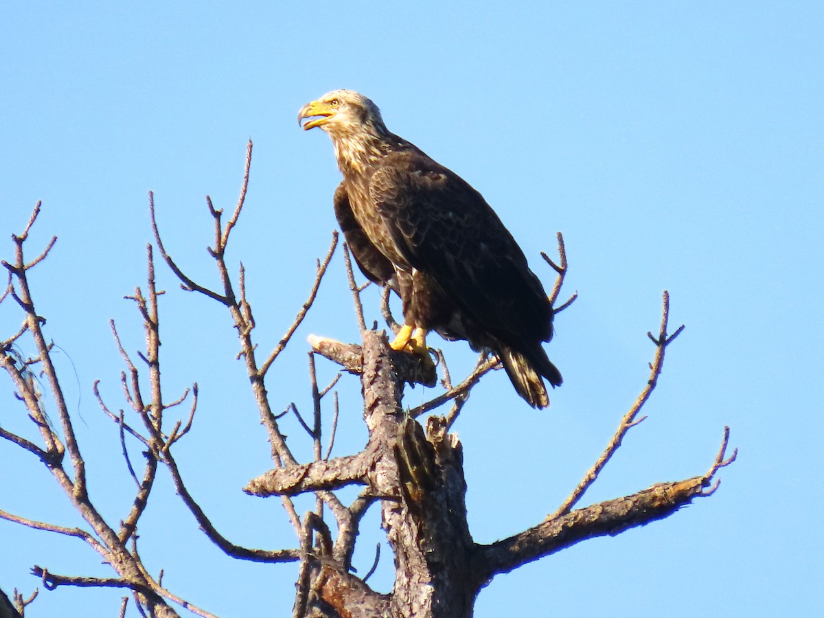 Bald Eagle - ML642477640