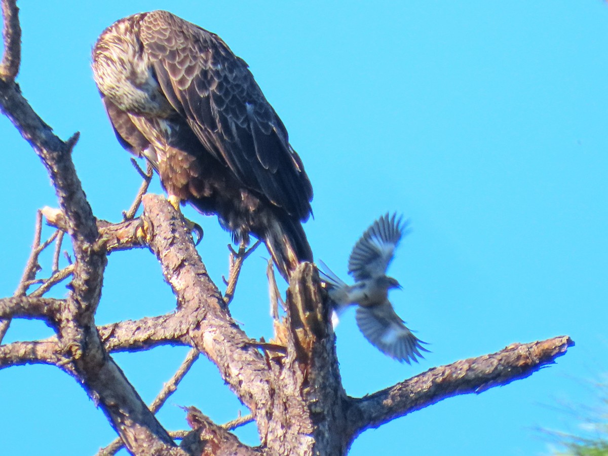Bald Eagle - ML642477641