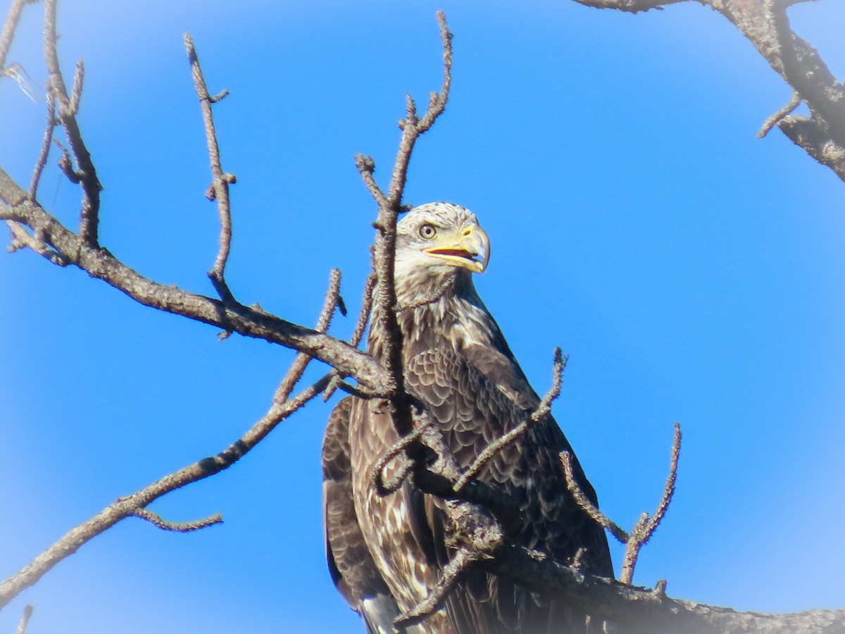 Bald Eagle - ML642477642