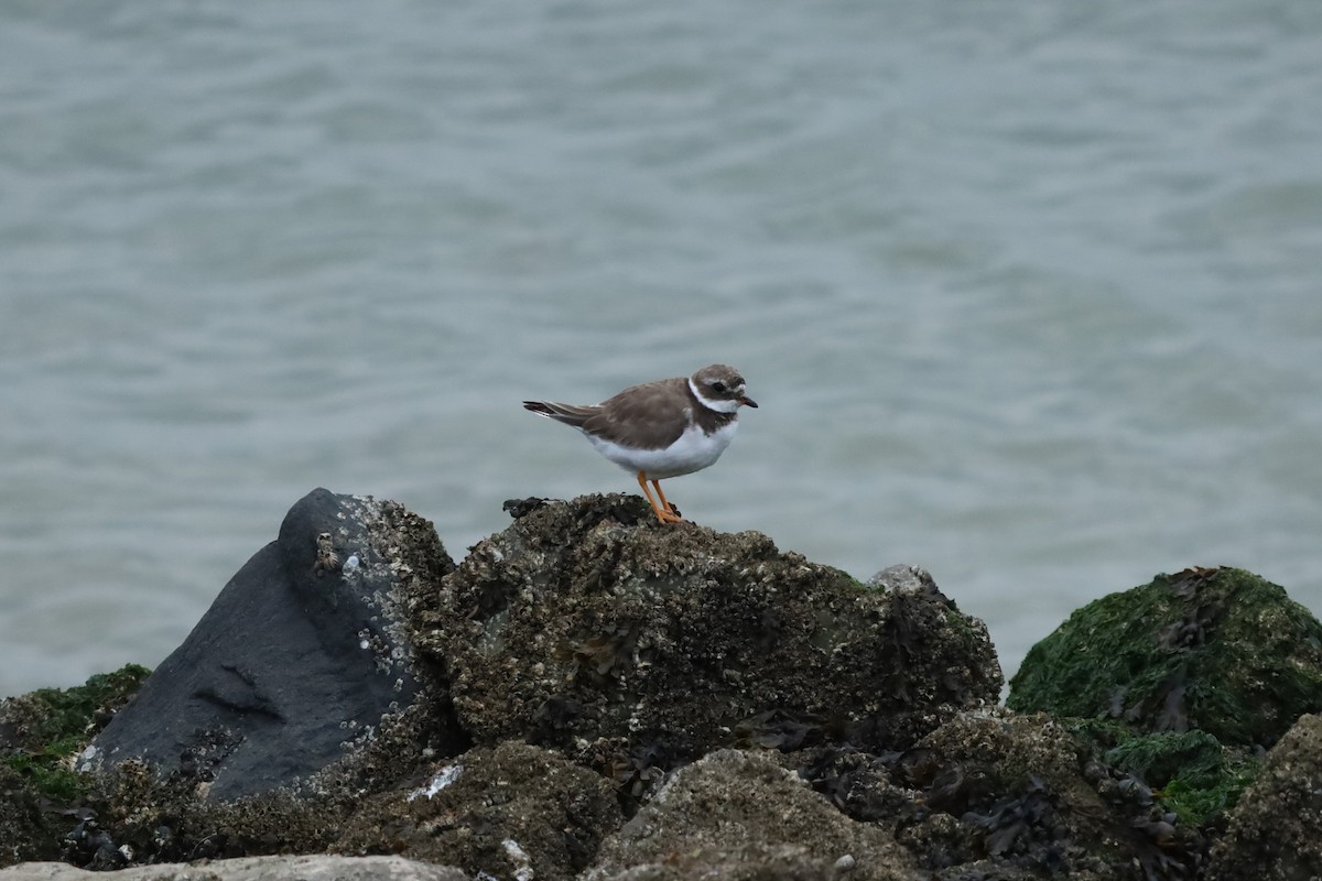 Common Ringed Plover - ML642477644