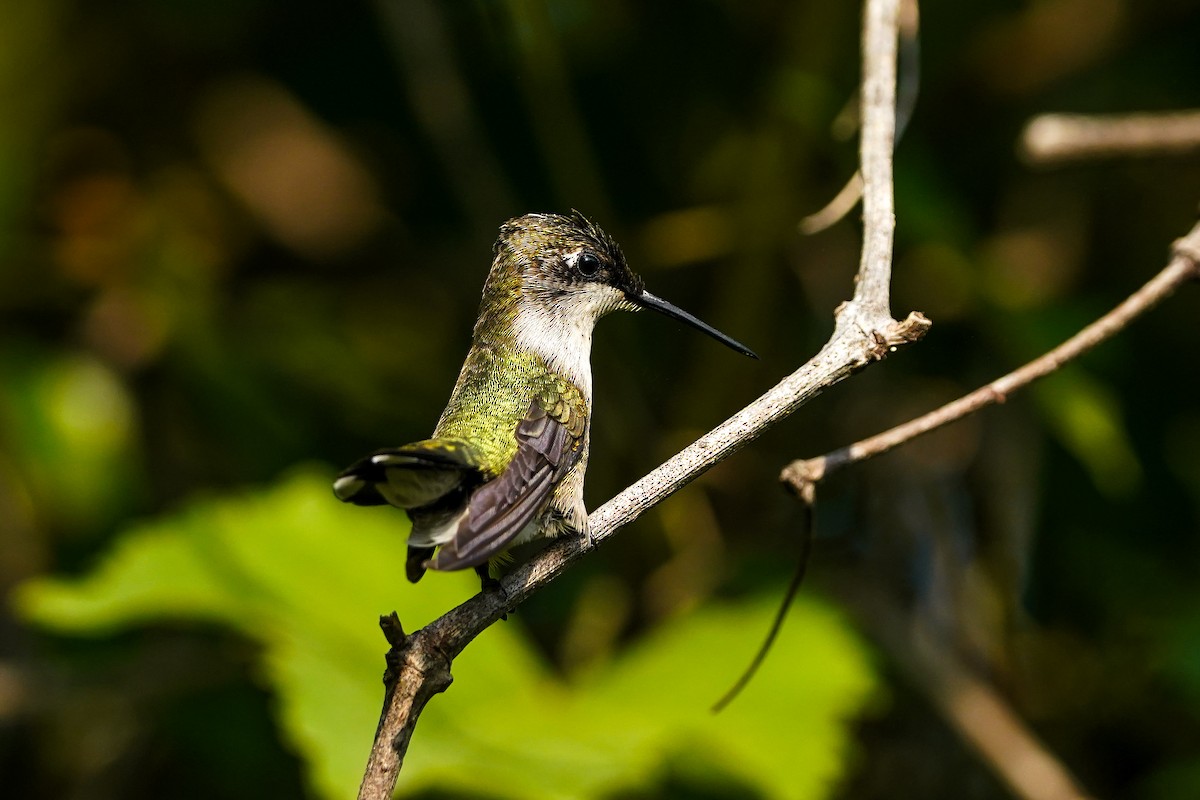 Ruby-throated Hummingbird - ML642477645