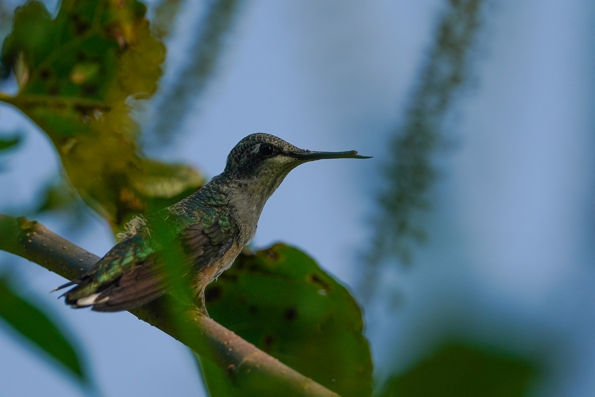 Ruby-throated Hummingbird - ML642477646