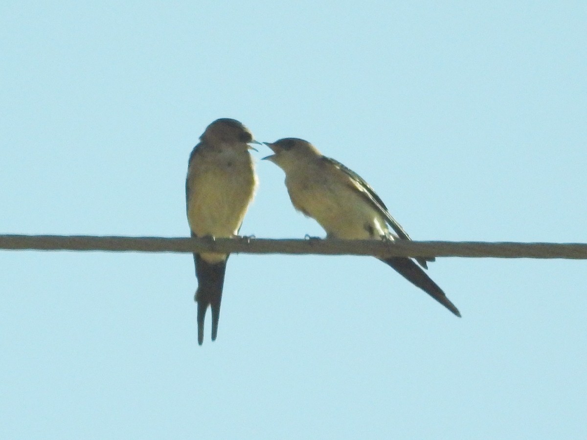 European Red-rumped Swallow - ML642477647