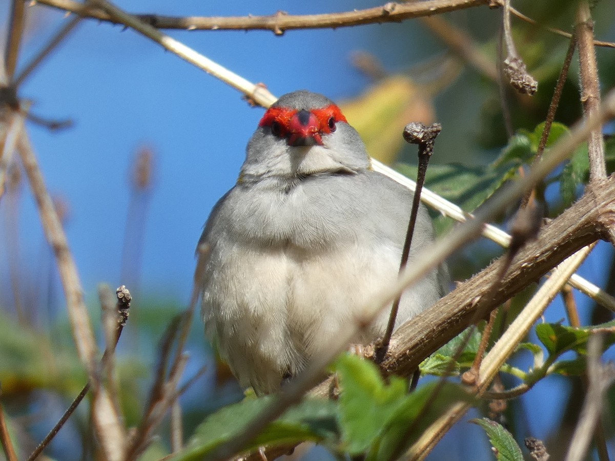 Red-browed Firetail - ML642477649