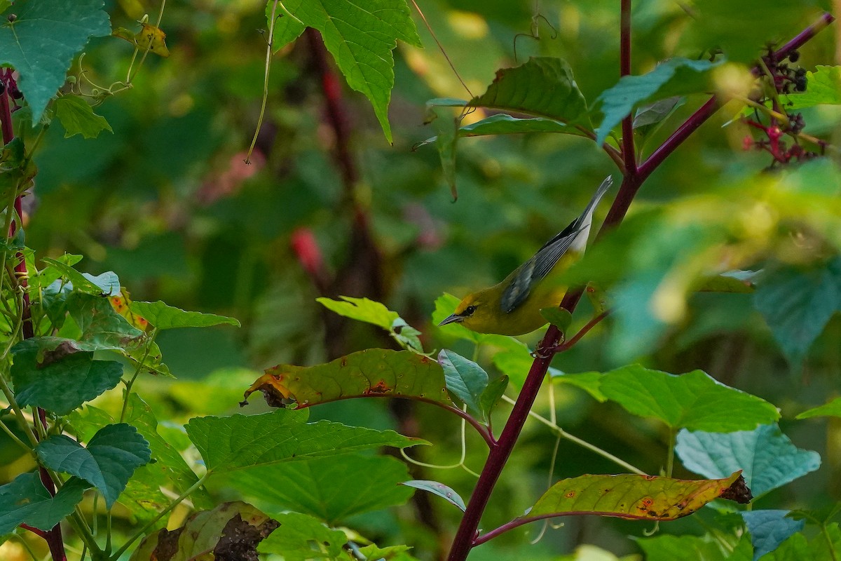 Blue-winged Warbler - ML642477650