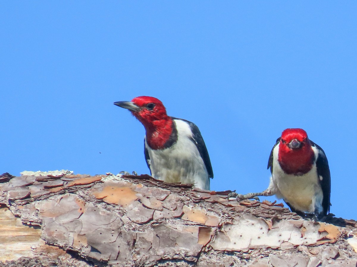 Red-headed Woodpecker - ML642477651