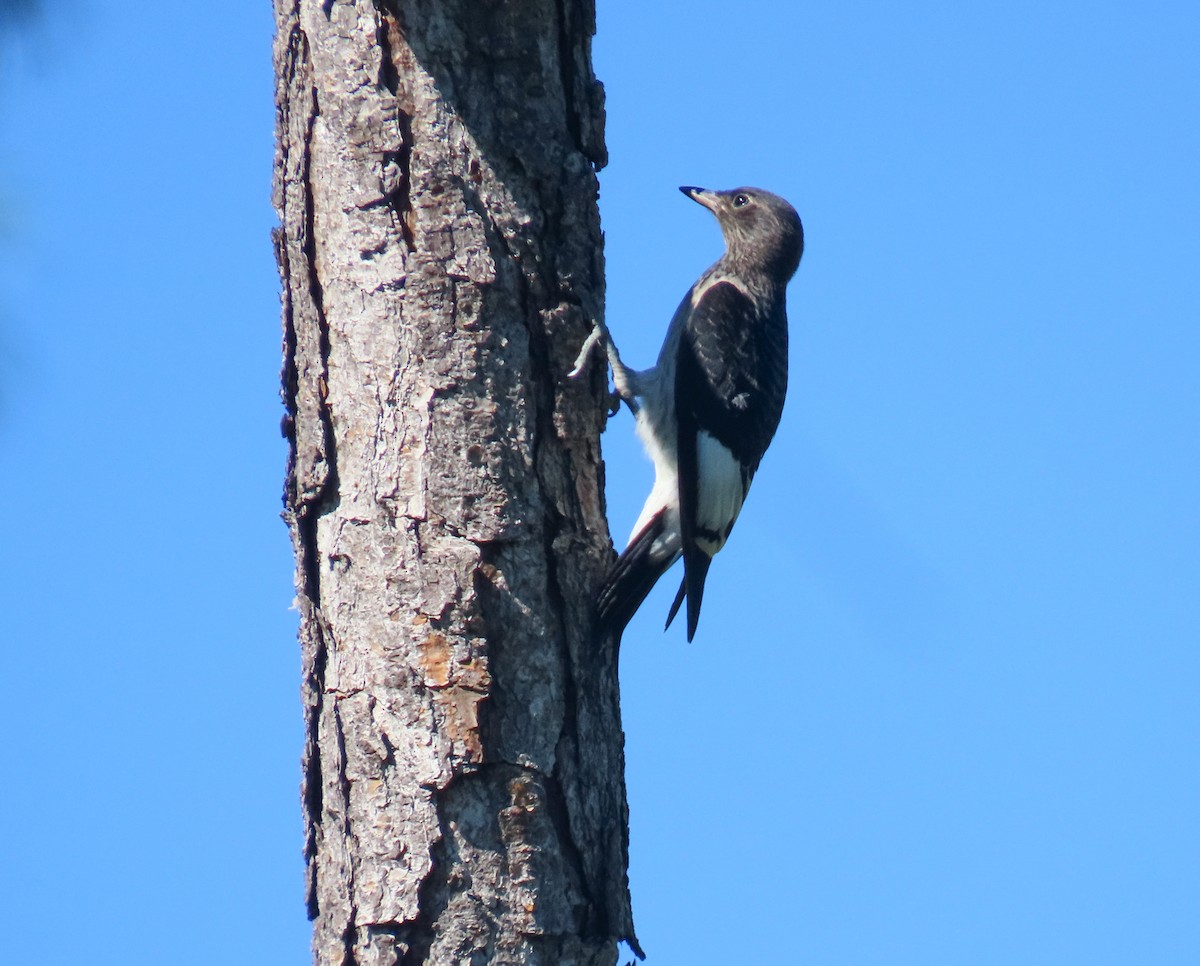 Red-headed Woodpecker - ML642477652