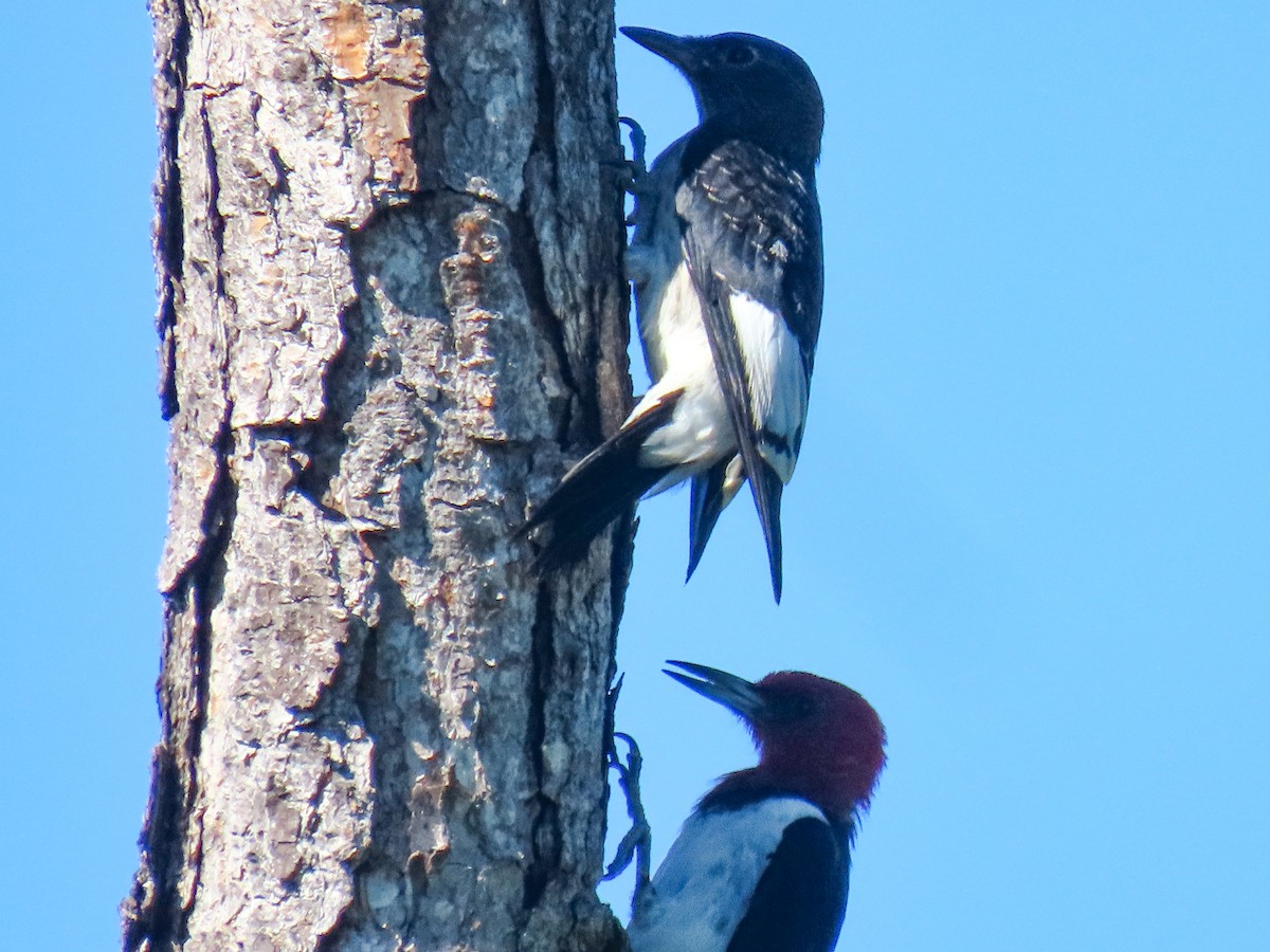 Red-headed Woodpecker - ML642477653