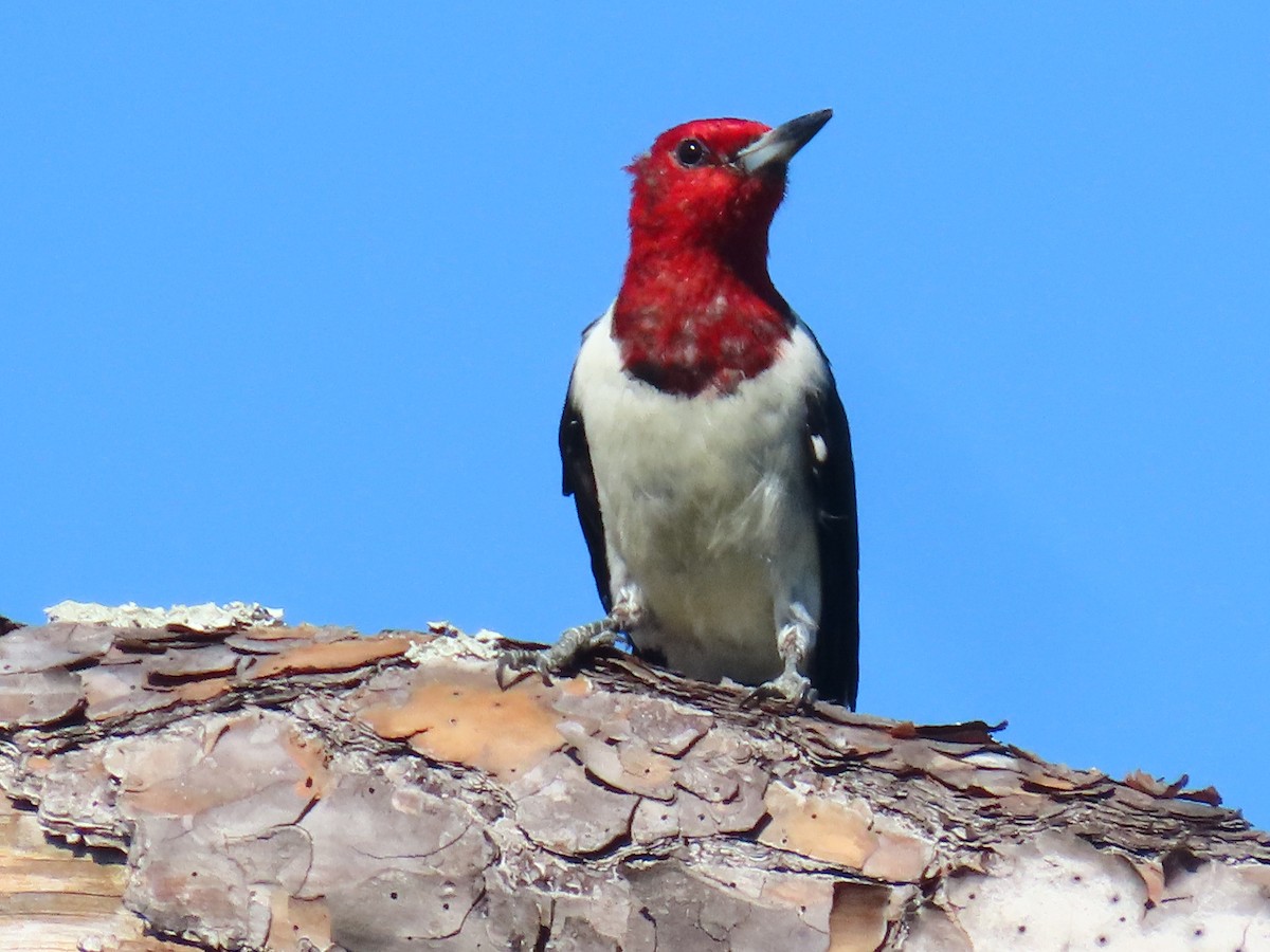 Red-headed Woodpecker - ML642477655