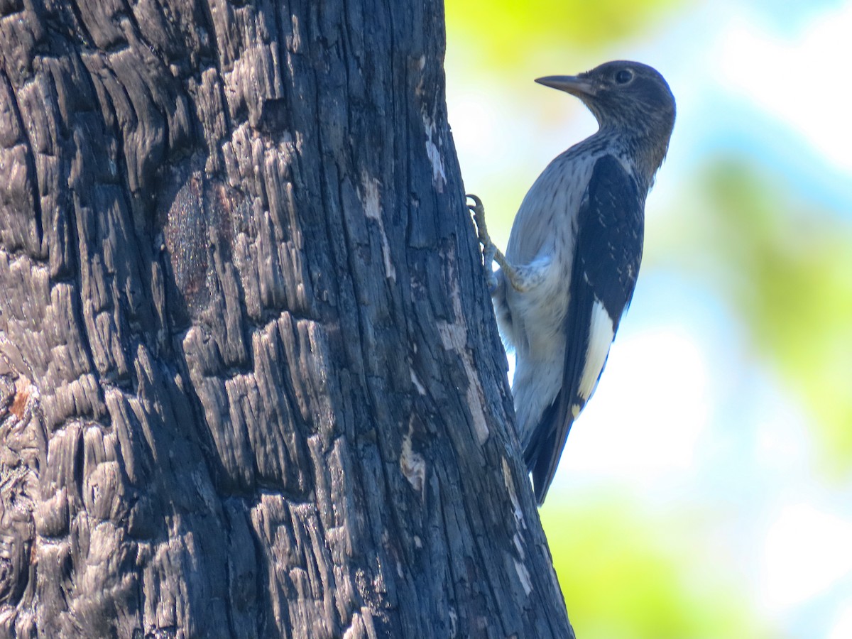 Red-headed Woodpecker - ML642477656