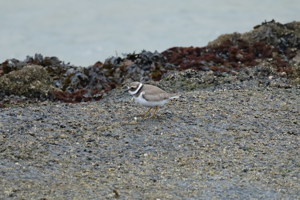 Common Ringed Plover - ML642477657