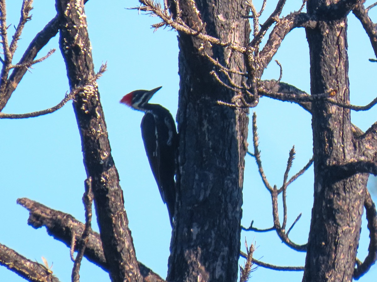 Pileated Woodpecker - ML642477660