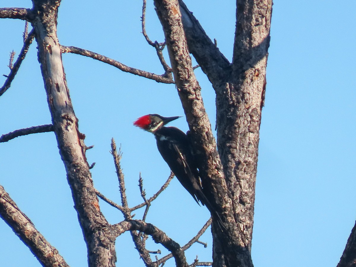 Pileated Woodpecker - ML642477661