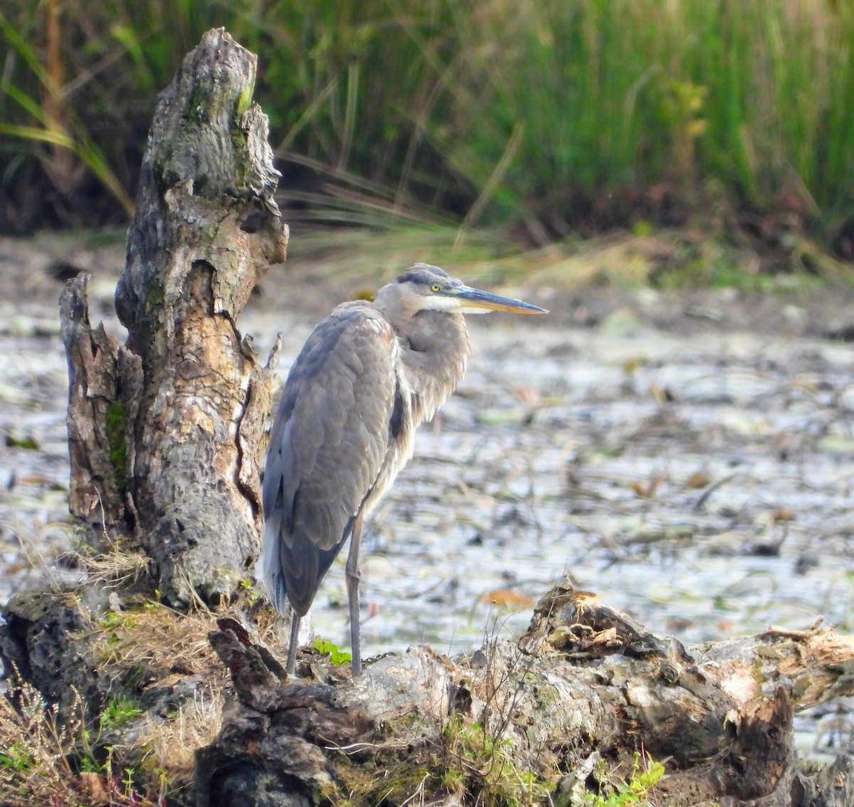 Great Blue Heron - ML642477664