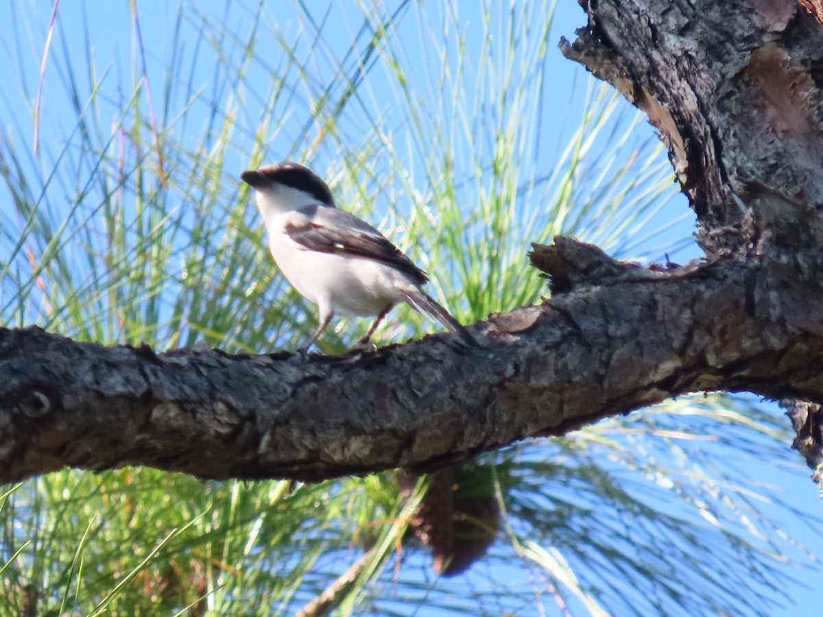 Loggerhead Shrike - ML642477667