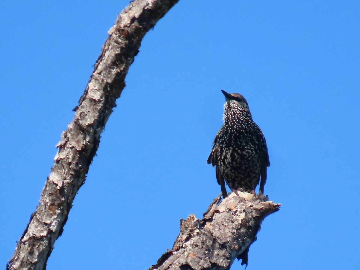 European Starling - ML642477674