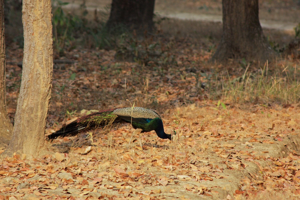 Pavo Real Común - ML642477690