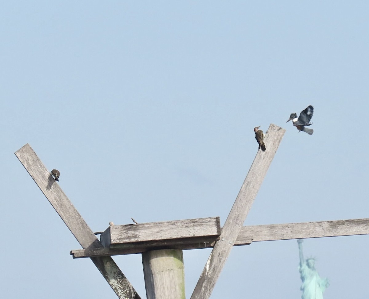 Belted Kingfisher - ML642477697