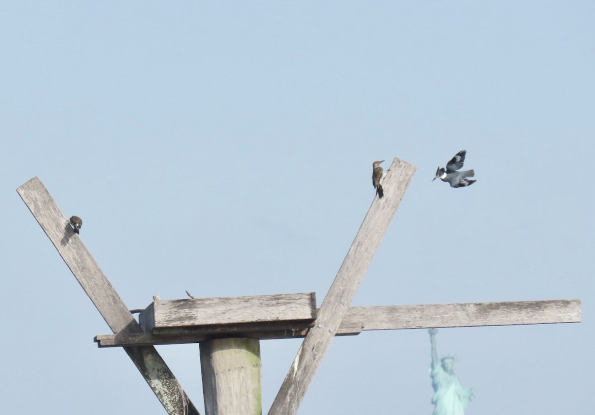 Belted Kingfisher - ML642477699